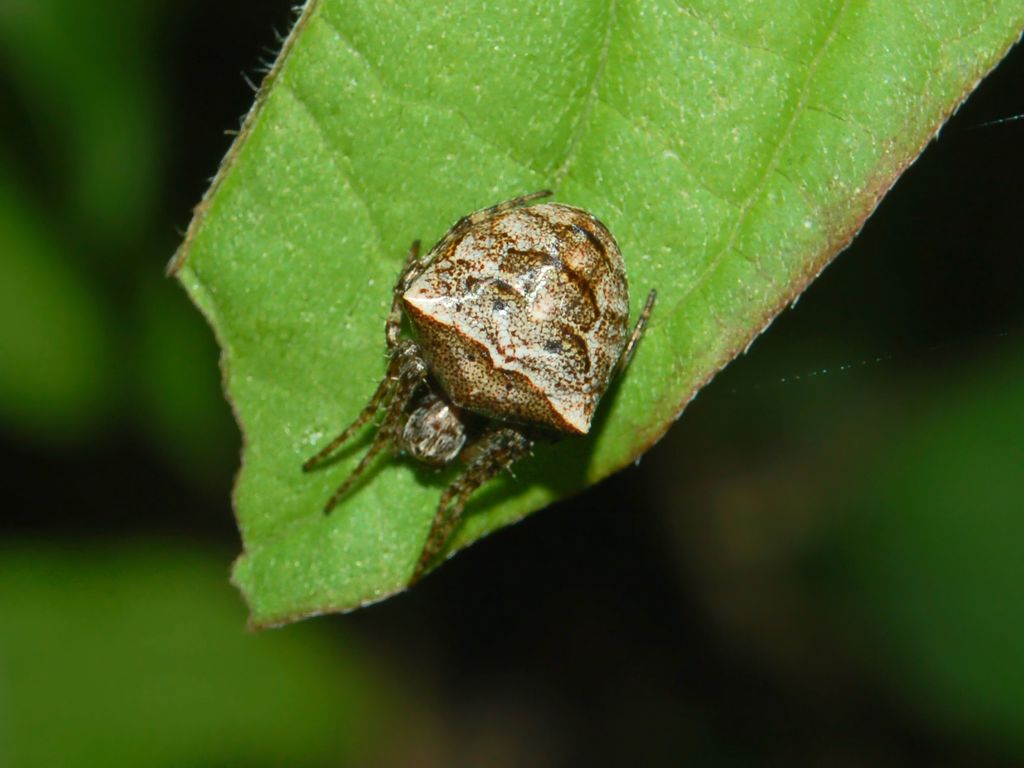 Gibbaranea bituberculata